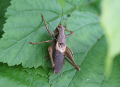 Pholidoptera griseoaptera (Männchen)