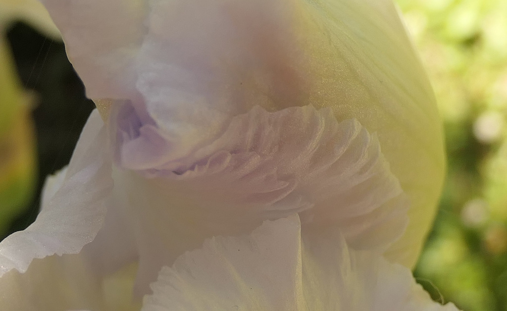 L'iris blanc