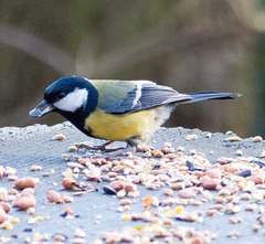 Great tit (134)