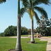 Palm Trees At Cullen Bay