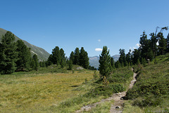 auf dem Zirbenweg bei Obergurgl (© Buelipix)