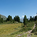 auf dem Zirbenweg bei Obergurgl (© Buelipix)