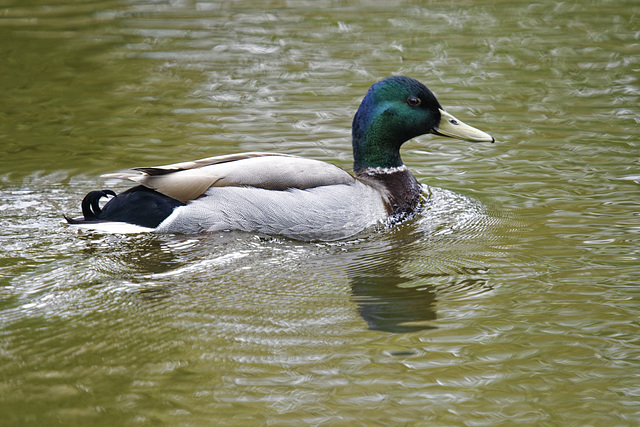 Mallard