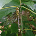 Libelle