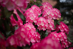 Rhododendron in unserem Garten