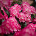 Rhododendron in unserem Garten