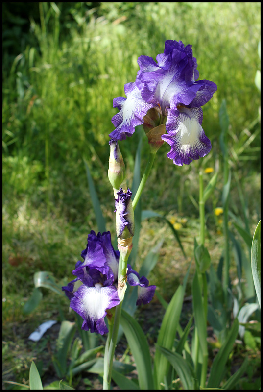 Iris Rococo