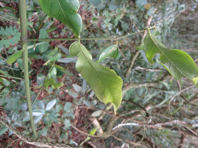 DSC01495 - unha-de-gato ou vamos-junto Byttneria australis, Malvaceae