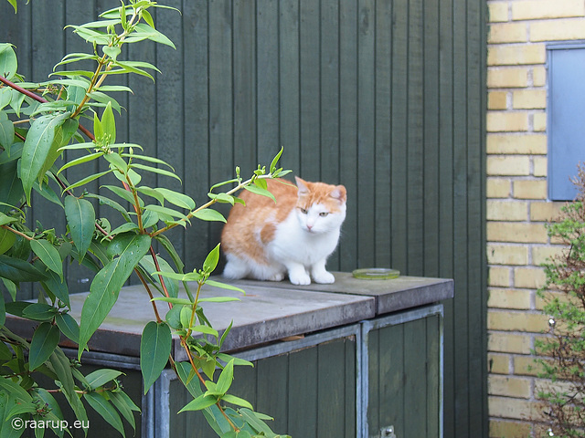 Cats of the Hood, 1