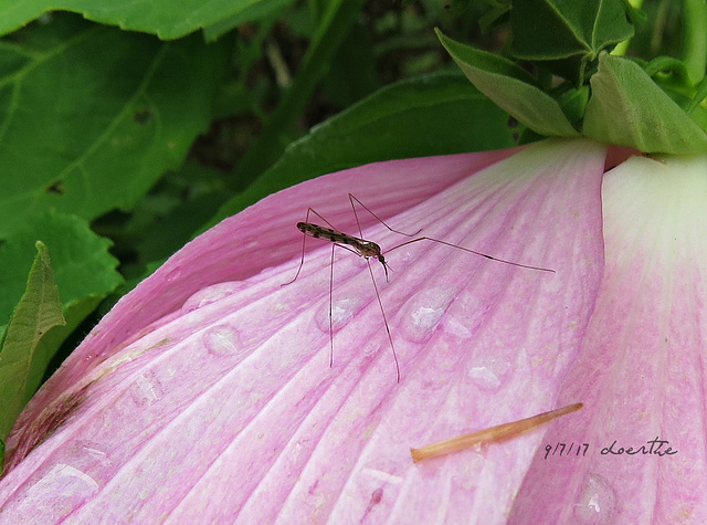 Malaria mosquito (Anapheles quadrimaculatus)