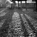 Morning sun on a shrine ground