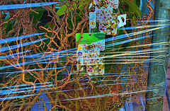 Plants stacked and wrapped in cellophane. Garden Centre