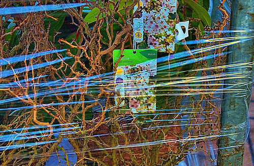 Plants stacked and wrapped in cellophane. Garden Centre