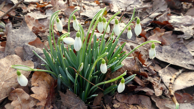 Schneeglöckchen im Mutterstadter Wald