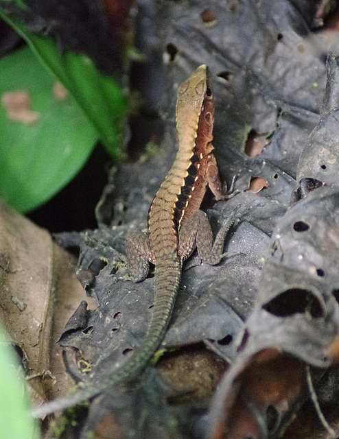 Four-lined Ameiva