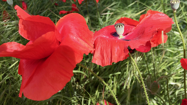 FLOR ET FAUNE DIVERSES