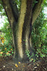 Cemetery Tree