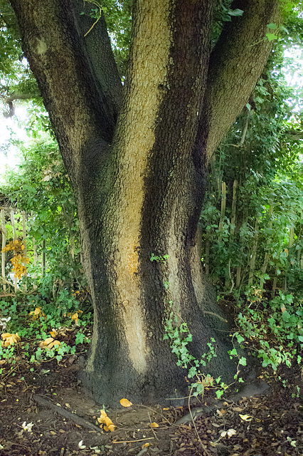 Cemetery Tree