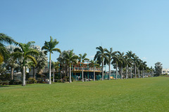 Palm Trees At Cullen Bay