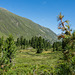 auf dem Zirbenweg bei Obergurgl (© Buelipix)