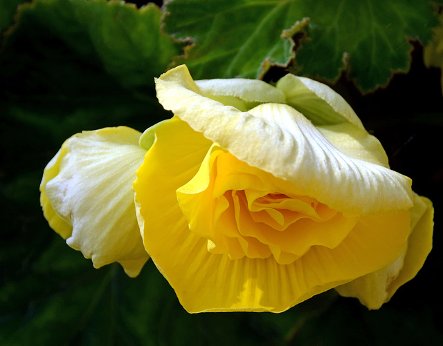 Begonia