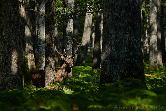 Cerf - Rencontre dans les sous-bois