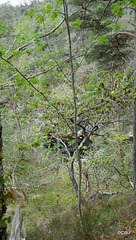 Views along the edge of the River Findhorn from the Sluie Walks' Loops on the Earl of Moray's Estate.