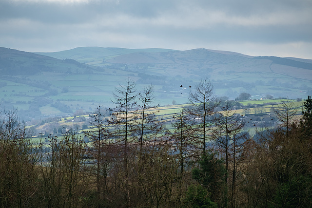 Starlings as leaves on the trees