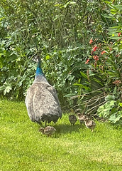 Proud Peahen with her four chicks