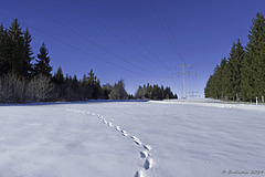 Winterspaziergang im Schwarzwald (© Buelipix)