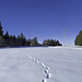 Winterspaziergang im Schwarzwald (© Buelipix)