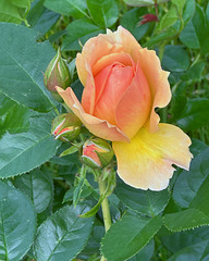 Rosenblüten