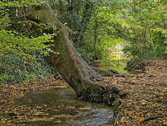 Hayling Billy Trail (1)