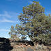 Lava Beds Natl Mon Fleener Chimneys, CA (0924)