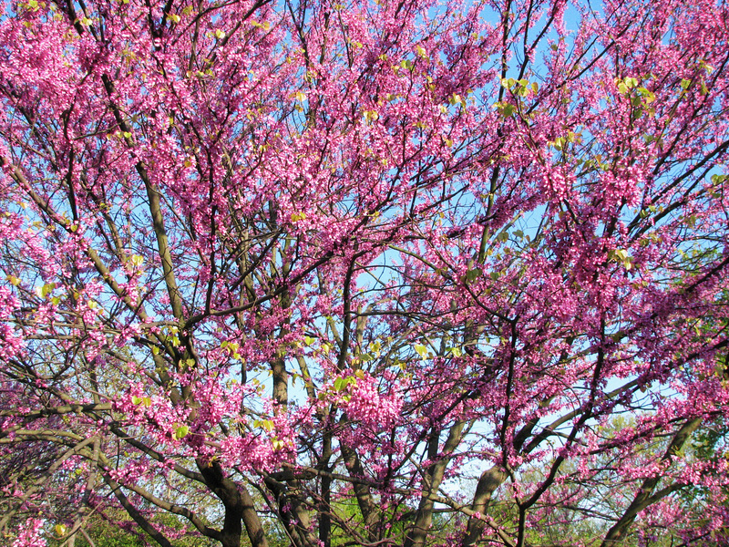 Spring Branches