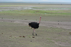 Ngorongoro, Common Ostrich