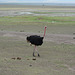 Ngorongoro, Common Ostrich