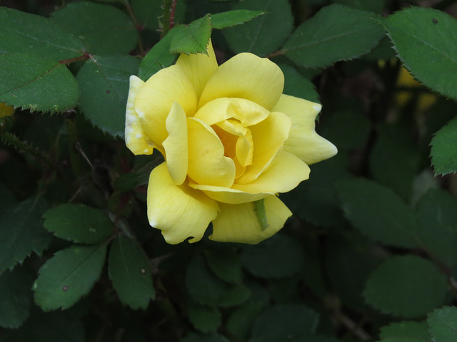 Yellow rose