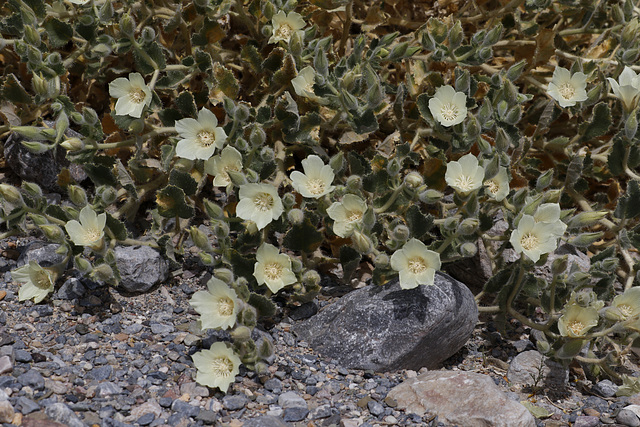 Desert Rock Nettle