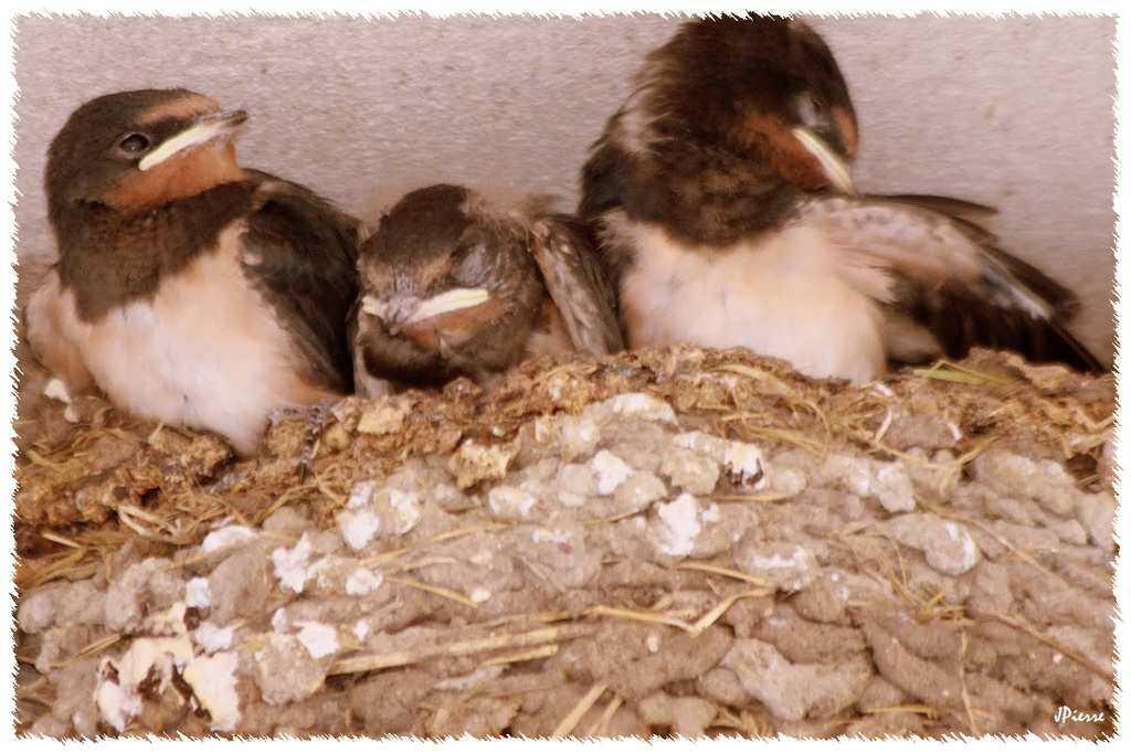 Barn swallow