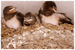 Barn swallow