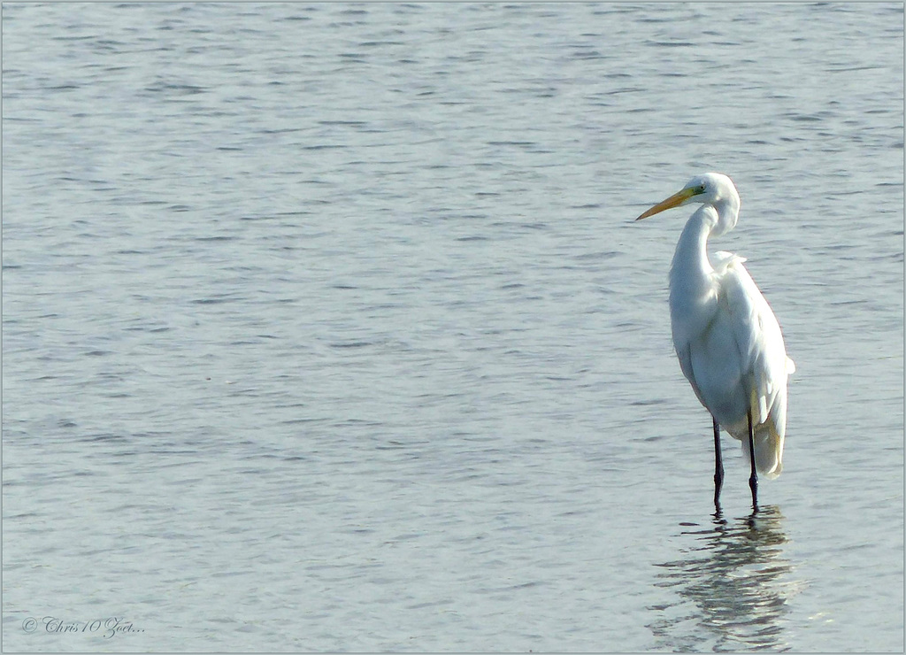 Great egret ~ Grote zilverreiger (Ardea alba)...