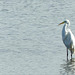 Great egret ~ Grote zilverreiger (Ardea alba)...
