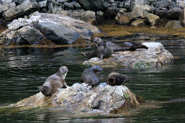 Seal time (Explored)