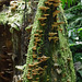 Bracket fungi on a mossy stump