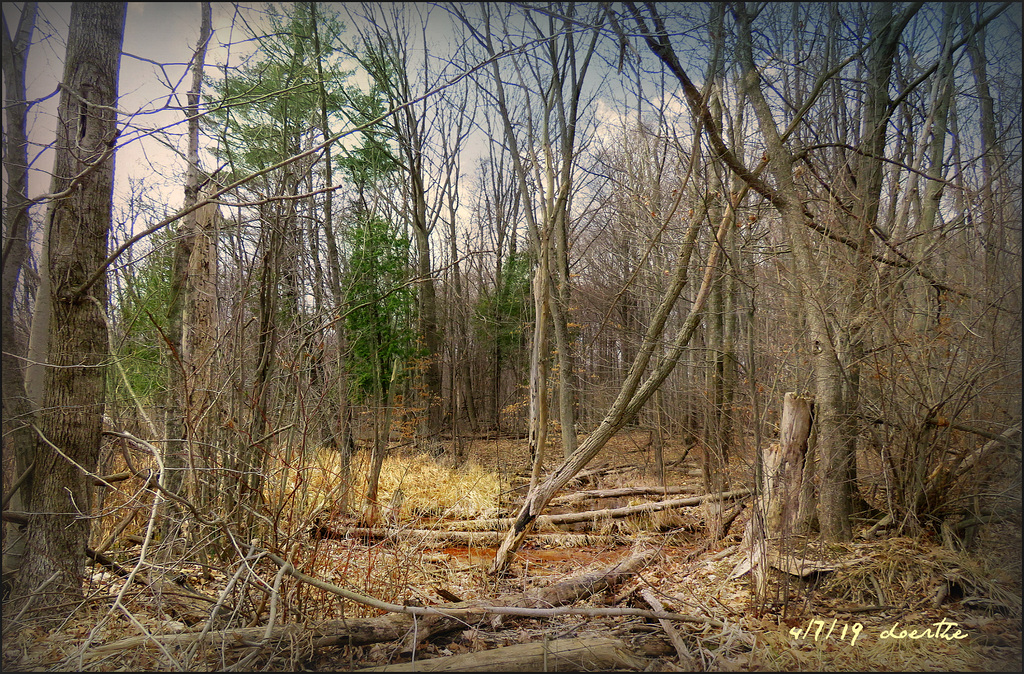 Inwood trails, Washington Township, Michigan