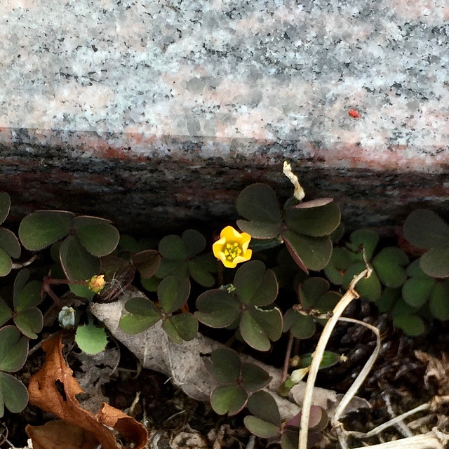 FLOR ET FAUNE DIVERSES