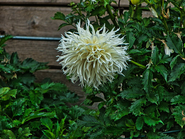 Chrysanthemen Blüte