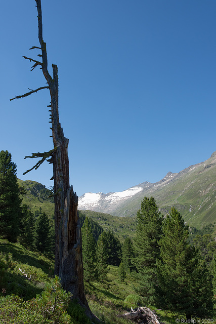 auf dem Zirbenweg bei Obergurgl (© Buelipix)