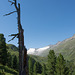 auf dem Zirbenweg bei Obergurgl (© Buelipix)